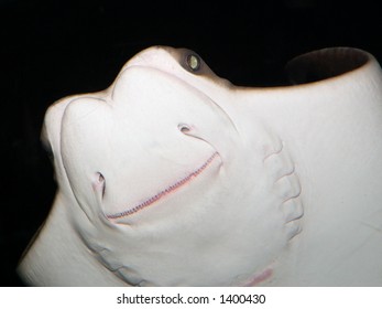 Cownose Ray: Underside View