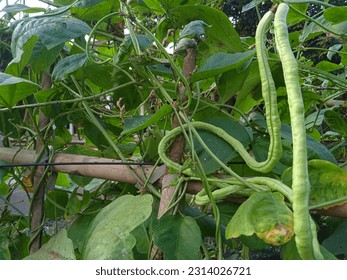Cowpea or long bean agriculture background. Long green bean farming - Shutterstock ID 2314026721