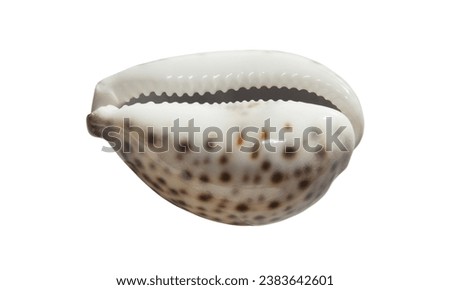 Cowrie or cowry shell, Shell of Monetaria moneta. In Ayurveda, Varatika is used as a powder obtained by calcination of cowries.white background