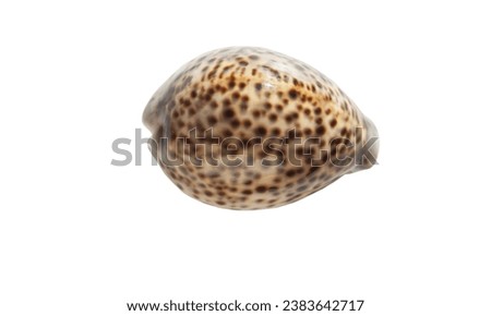 Cowrie or cowry shell, Shell of Monetaria moneta. In Ayurveda, Varatika is used as a powder obtained by calcination of cowries.white background