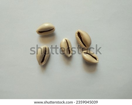 Cowrie or cowry shells on white background