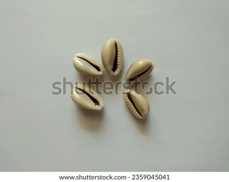 Cowrie or cowry shells on white background