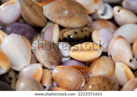 Cowrie seashells (cypraea) collected from the beach make a colourful display and an attractive wallpaper
