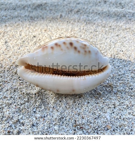 Cowrie Shell with common name Map Shell with species name Leporicypraea Mappa in Nusakambangan Island