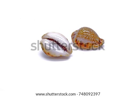 Cowrie shell (Erosaria lamarckii redimita) isolated on white background. Seashell