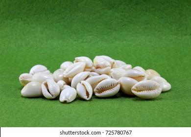 Cowrie Shell On Green Background