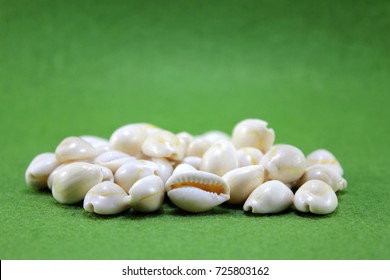 Cowrie Shell On Green Background