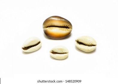 Cowrie Shells Isolated On White Background