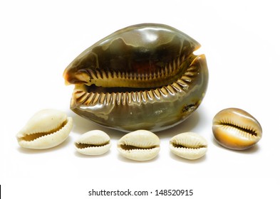 Cowrie Shells Isolated On White Background