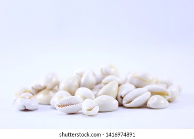 Cowrie Shells On A White Background