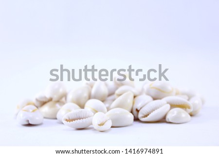 cowrie shells on a white background