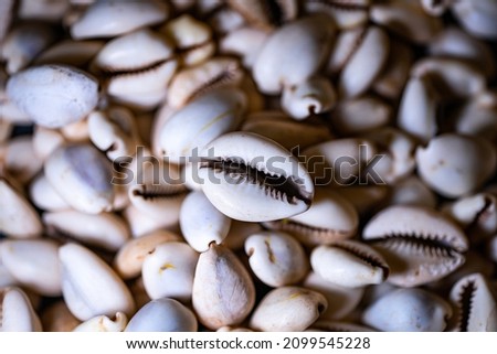cowries and cowry were trading money in the past
