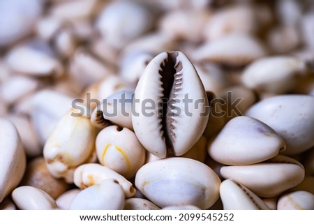 cowries and cowry were trading money in the past
