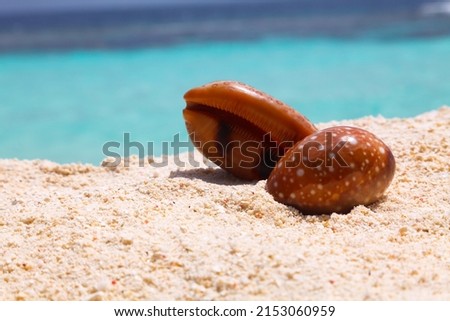 Cowry shell Cypraeidae on beach of Maldives