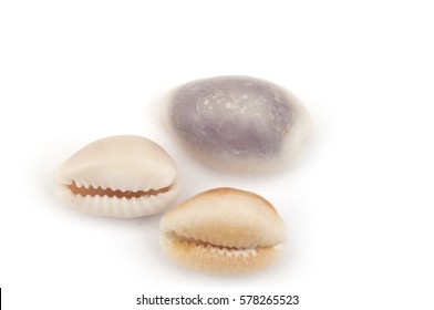 Cowry Shells