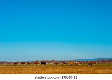 Cows