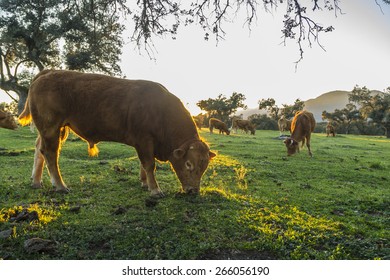 cows