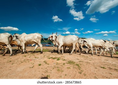 cows