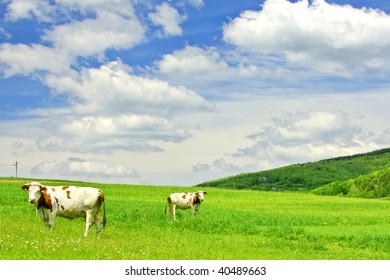 Cows