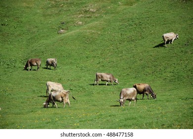 Cows