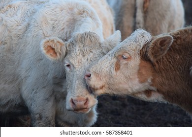 cows