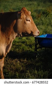 Cows