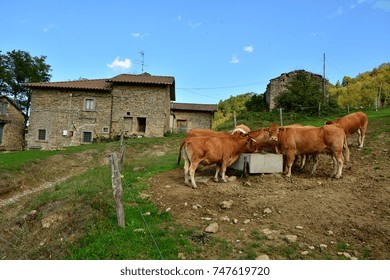 cows