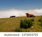 Cows above the clouds
