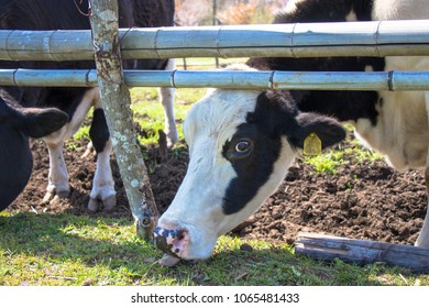 Cows Of Akimoto Ranch In Chiba Prefecture, Japan