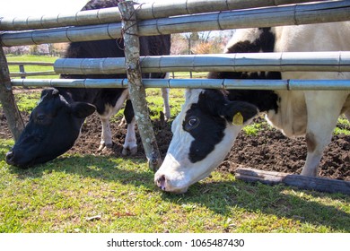 Cows Of Akimoto Ranch In Chiba Prefecture, Japan