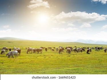 Cows of all colors grazing on the grassland under the blue sky and white clouds