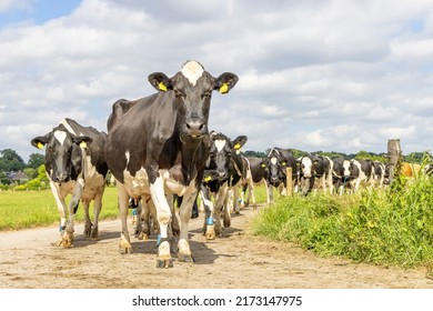 Cows approaching, walking on a path in a pasture under a blue sky, herd in a row, on a road in line, one after another, on their way to the milking robot