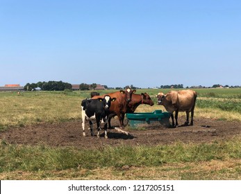 Cows around a drinking place on a summer day in Friesland The Netherlands