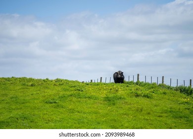 Cows In Australia, On Green Grass