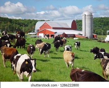 48,812 Barns Cows Images, Stock Photos & Vectors | Shutterstock