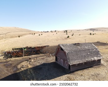 Cows Barn Rural Oregon Gurdane 