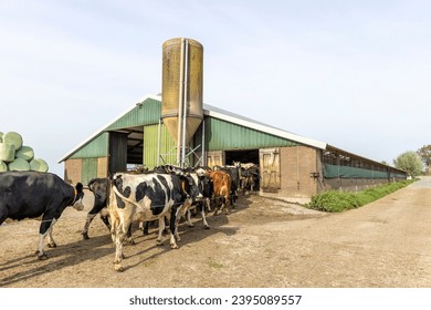 Cows and barn, Cows walking to farm, one after another, in a row, to the milking parlor in the stable to be milked