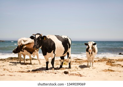 Cows in the Beach