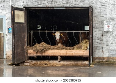 Cows Behind An Open Barn Door On A Rainy Day