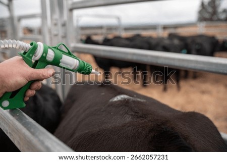 cows being treated with worming drench in cattle yards in australia with women in agriculture