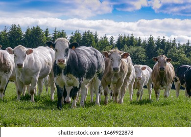 Cows Of The Belgian White Blue Breed