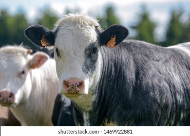 Cows Of The Belgian White Blue Breed