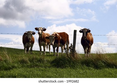 Cows with a blue sky