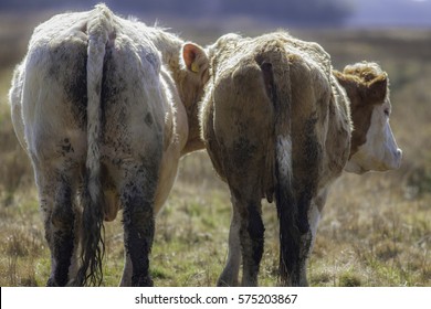 Cows Bottoms. Dirty Cattle Butts. Weapons Of Mass Destruction As Methane Gas Produced By Cattle Is Linked To Climate Change And Global Warming. Farm Animals Covered In Shit. Funny Animal Meme Image.