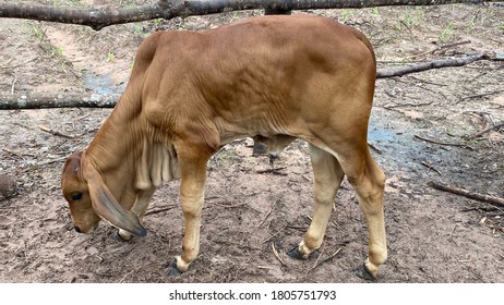 ฺBaby Cows Brahman Red Is Bos Taurus Indicus