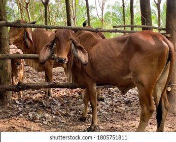 ฺBaby Cows Brahman Red Is Bos Taurus Indicus