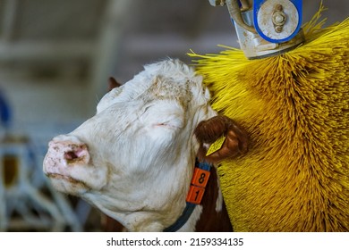 Cows Brushing At The Farm, Cow Farm Equipment