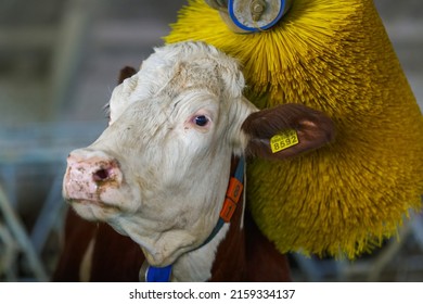 Cows Brushing At The Farm, Cow Farm Equipment