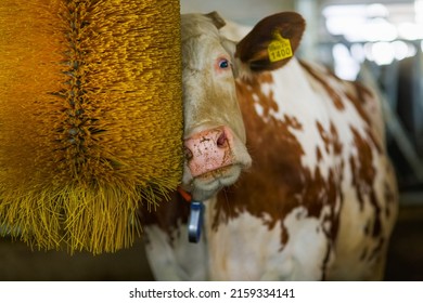 Cows Brushing At The Farm, Cow Farm Equipment