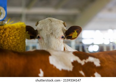 Cows Brushing At The Farm, Cow Farm Equipment